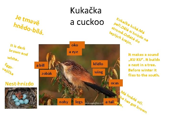 Kukačka a cuckoo Je tm avě hněd o-bíl á. It is d ar brow