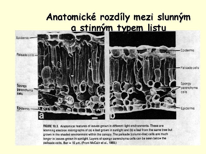 Anatomické rozdíly mezi slunným a stinným typem listu 