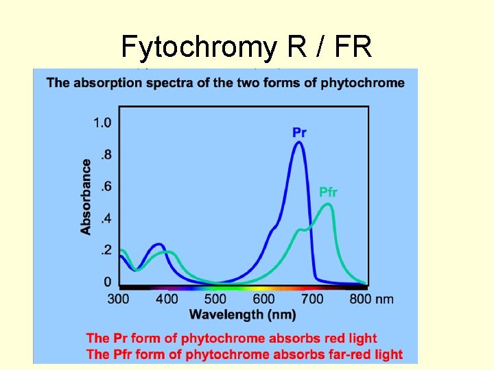 Fytochromy R / FR 