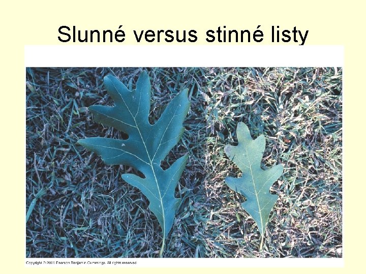 Slunné versus stinné listy 