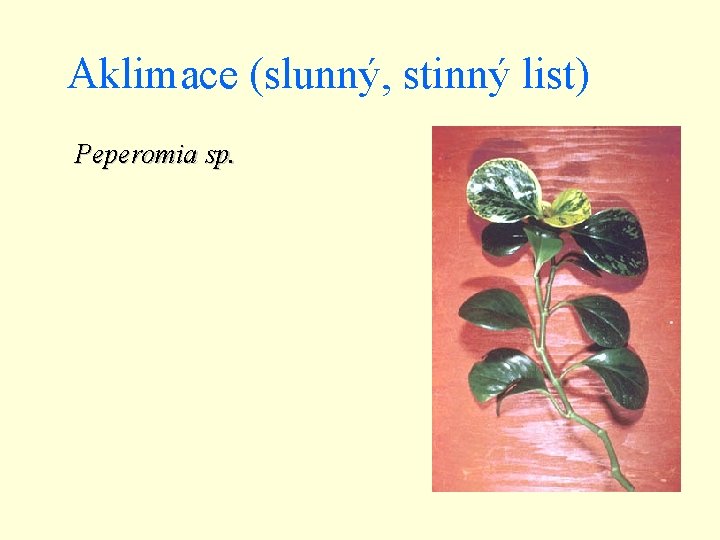 Aklimace (slunný, stinný list) Peperomia sp. 