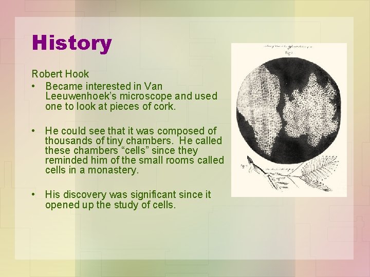 History Robert Hook • Became interested in Van Leeuwenhoek’s microscope and used one to