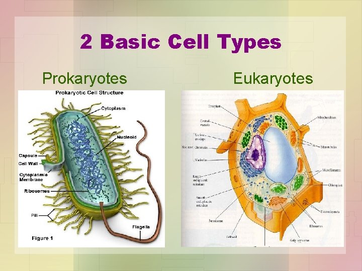 2 Basic Cell Types Prokaryotes Eukaryotes 