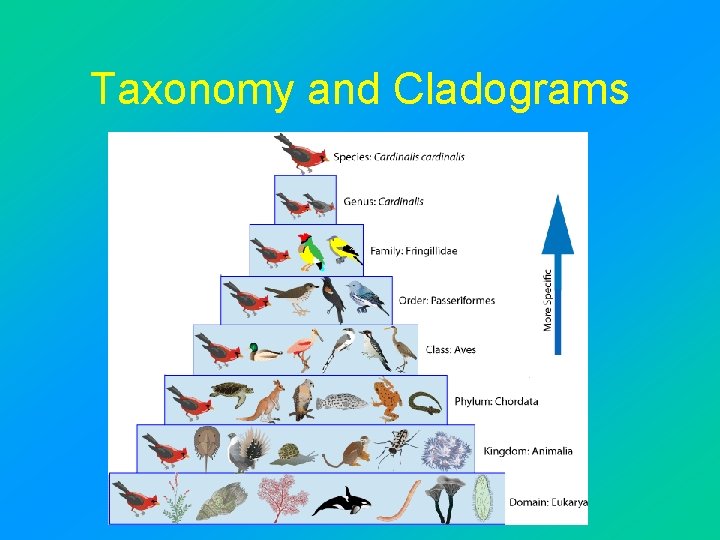 Taxonomy and Cladograms 