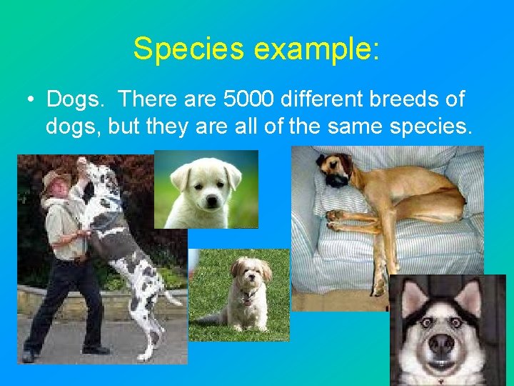 Species example: • Dogs. There are 5000 different breeds of dogs, but they are