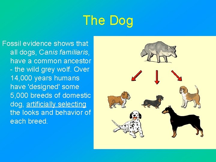 The Dog Fossil evidence shows that all dogs, Canis familiaris, have a common ancestor