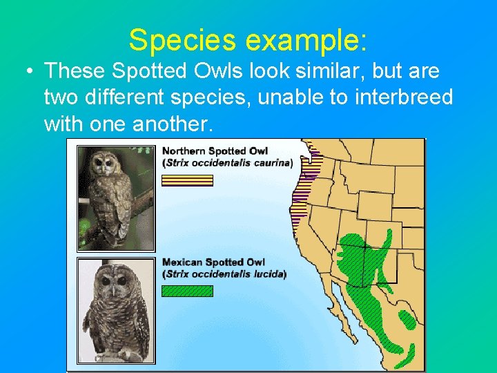 Species example: • These Spotted Owls look similar, but are two different species, unable