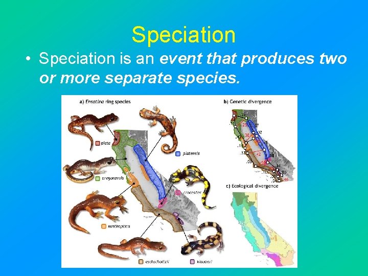 Speciation • Speciation is an event that produces two or more separate species. 