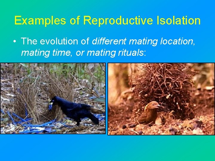 Examples of Reproductive Isolation • The evolution of different mating location, mating time, or