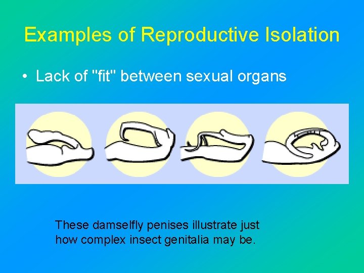 Examples of Reproductive Isolation • Lack of "fit" between sexual organs These damselfly penises