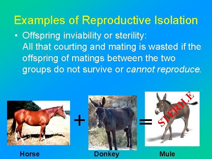 Examples of Reproductive Isolation • Offspring inviability or sterility: All that courting and mating