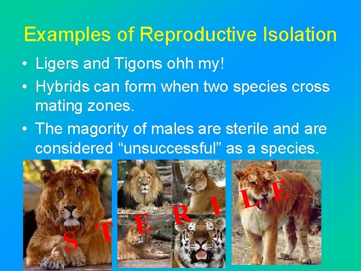 Examples of Reproductive Isolation • Ligers and Tigons ohh my! • Hybrids can form