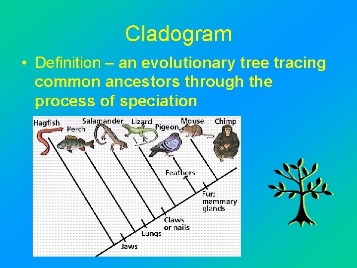 Cladogram • Definition – an evolutionary tree tracing common ancestors through the process of