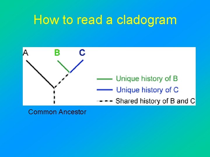 How to read a cladogram Common Ancestor 