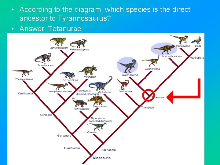  • According to the diagram, which species is the direct ancestor to Tyrannosaurus?