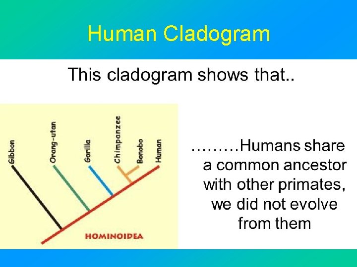 Human Cladogram 