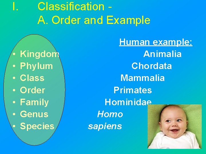 I. • • Classification A. Order and Example Kingdom Phylum Class Order Family Genus