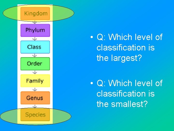  • Q: Which level of classification is the largest? • Q: Which level