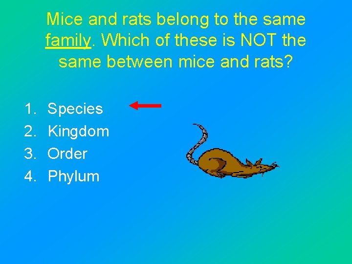 Mice and rats belong to the same family. Which of these is NOT the