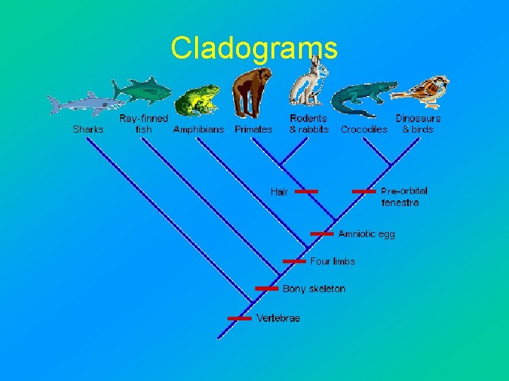 Cladograms 