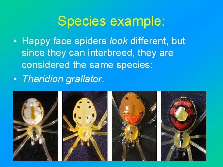 Species example: • Happy face spiders look different, but since they can interbreed, they
