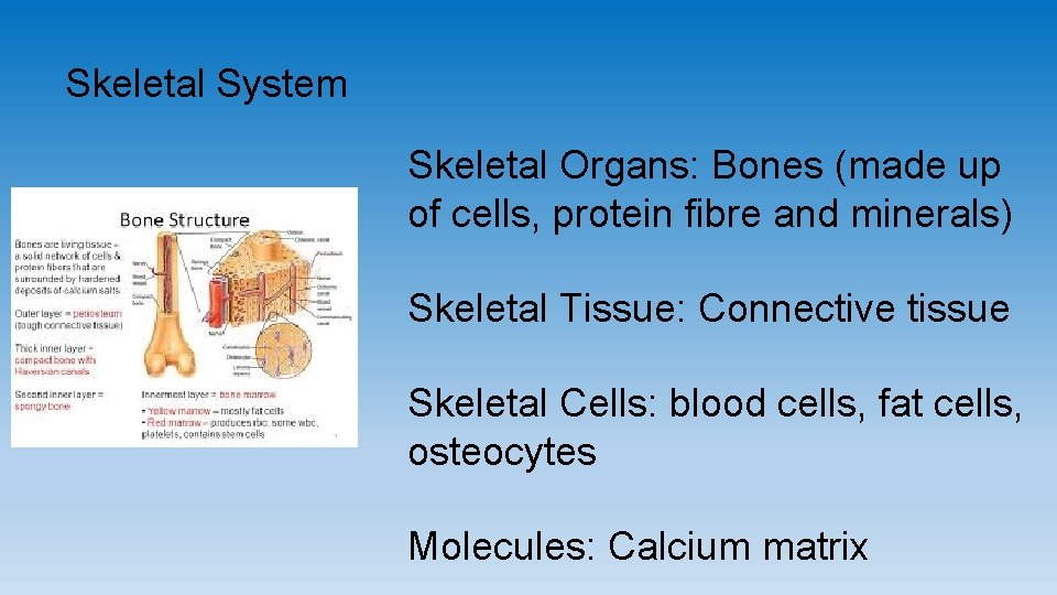 Skeletal System Skeletal Organs: Bones (made up of cells, protein fibre and minerals) Skeletal