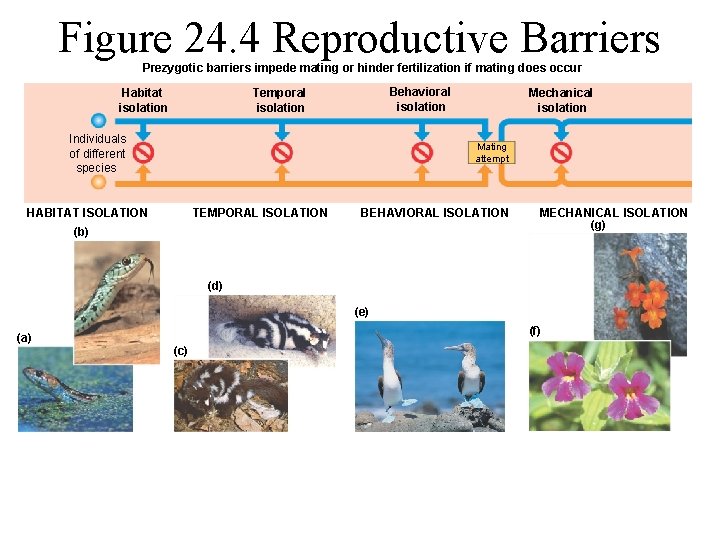 Figure 24. 4 Reproductive Barriers Prezygotic barriers impede mating or hinder fertilization if mating