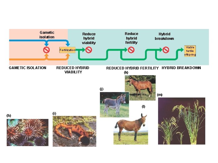 Gametic isolation Reduce hybrid fertility Reduce hybrid viability Hybrid breakdown Viable fertile offspring Fertilization