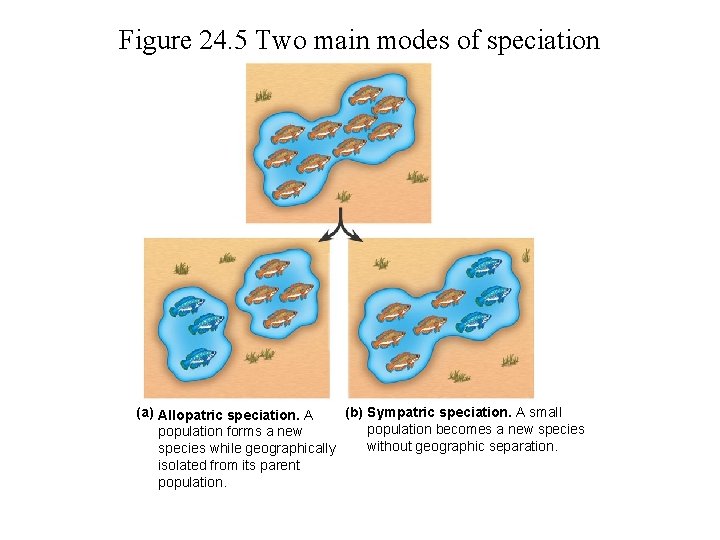 Figure 24. 5 Two main modes of speciation (a) Allopatric speciation. A (b) Sympatric