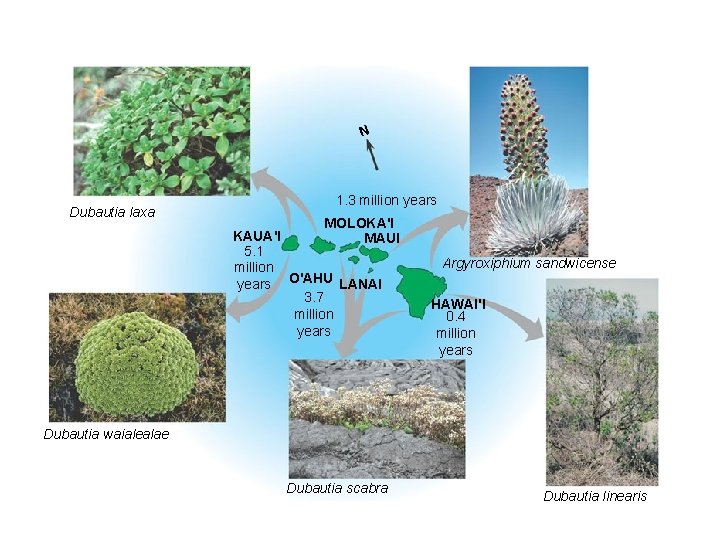 Figure 24. 12 Adaptive radiation N Dubautia laxa 1. 3 million years MOLOKA'I KAUA'I