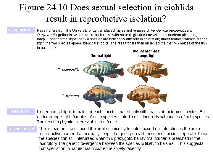 Figure 24. 10 Does sexual selection in cichlids result in reproductive isolation? EXPERIMENT Researchers