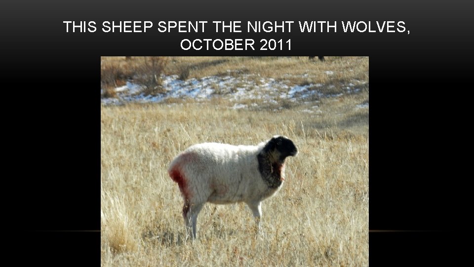THIS SHEEP SPENT THE NIGHT WITH WOLVES, OCTOBER 2011 