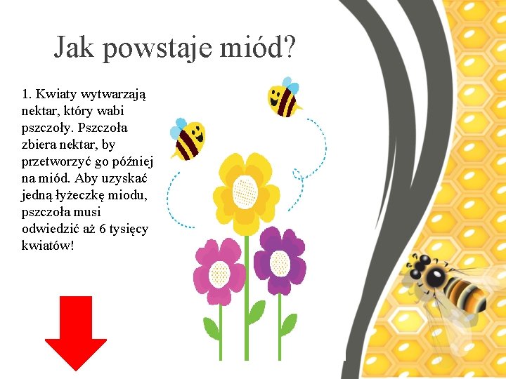 Jak powstaje miód? 1. Kwiaty wytwarzają nektar, który wabi pszczoły. Pszczoła zbiera nektar, by
