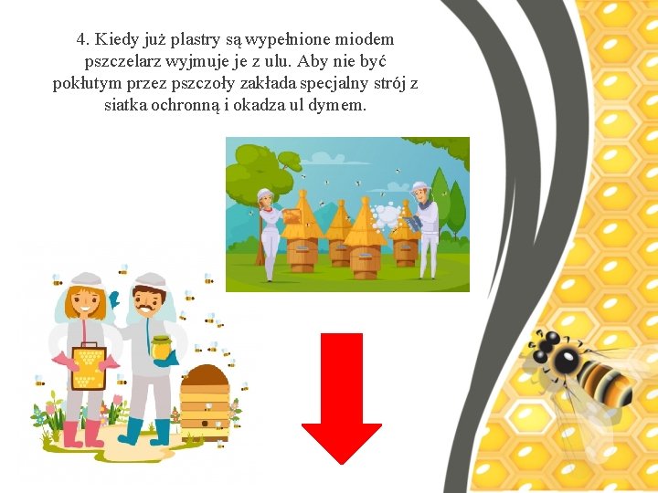 4. Kiedy już plastry są wypełnione miodem pszczelarz wyjmuje je z ulu. Aby nie