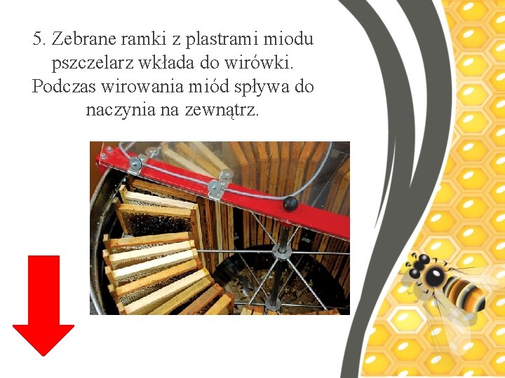 5. Zebrane ramki z plastrami miodu pszczelarz wkłada do wirówki. Podczas wirowania miód spływa
