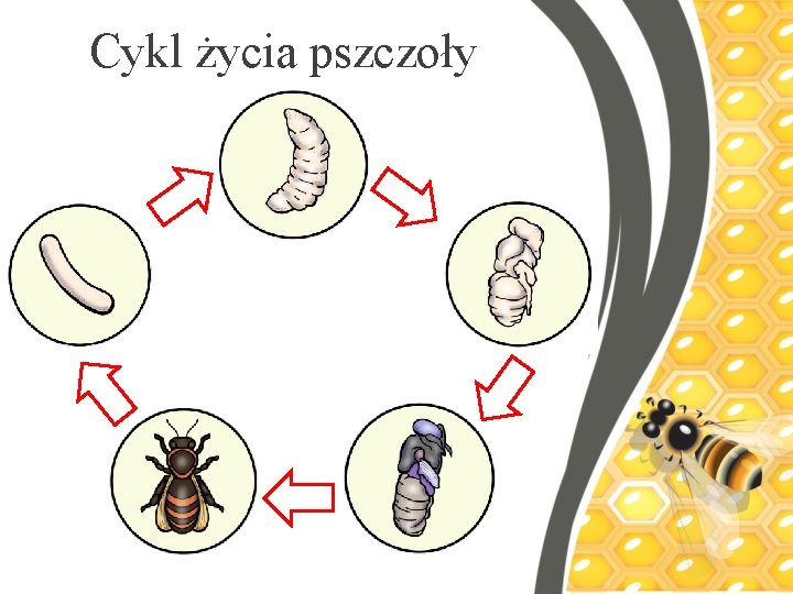 Cykl życia pszczoły 
