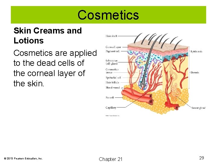 Cosmetics Skin Creams and Lotions Cosmetics are applied to the dead cells of the