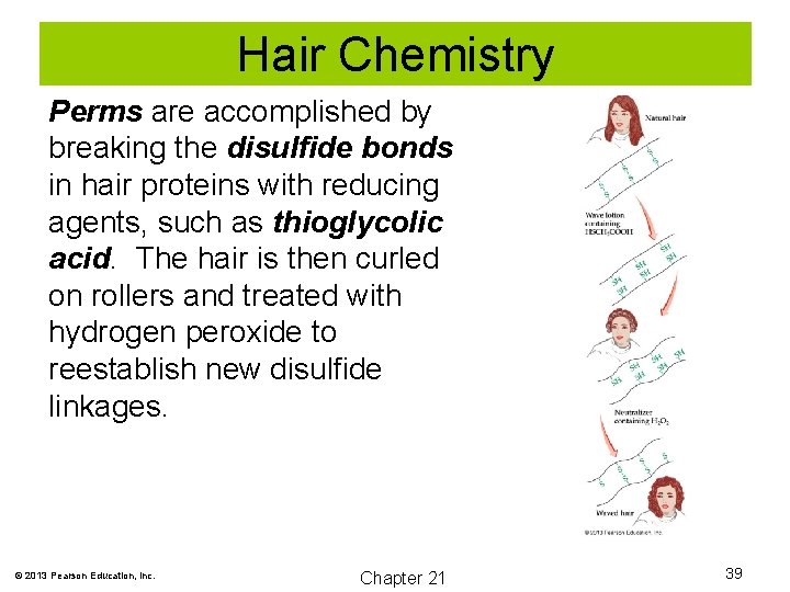 Hair Chemistry Perms are accomplished by breaking the disulfide bonds in hair proteins with