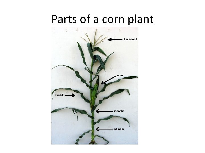 Corn wpemen The Versatile Vegetable Parts of a