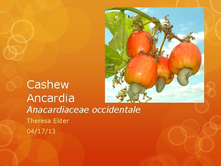 Cashew Ancardia Anacardiaceae occidentale Theresa Elder 04/17/13 