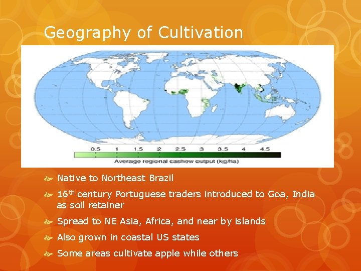 Geography of Cultivation Native to Northeast Brazil 16 th century Portuguese traders introduced to