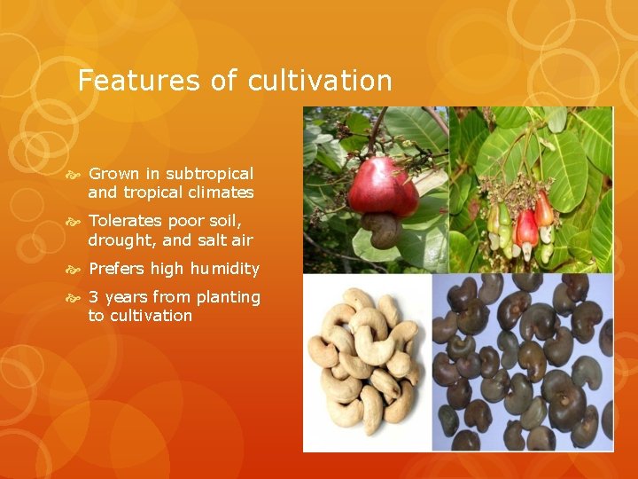 Features of cultivation Grown in subtropical and tropical climates Tolerates poor soil, drought, and