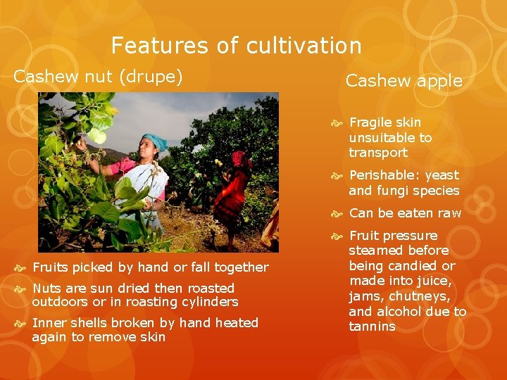 Features of cultivation Cashew nut (drupe) Cashew apple Fragile skin unsuitable to transport Perishable: