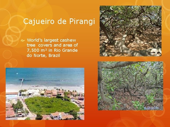 Cajueiro de Pirangi World’s largest cashew tree covers and area of 7, 500 m²