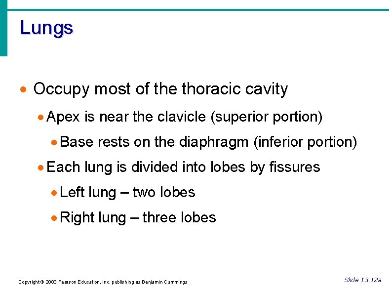 Lungs Occupy most of the thoracic cavity Apex is near the clavicle (superior portion)