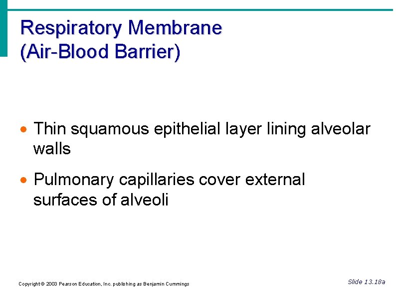 Respiratory Membrane (Air-Blood Barrier) Thin squamous epithelial layer lining alveolar walls Pulmonary capillaries cover