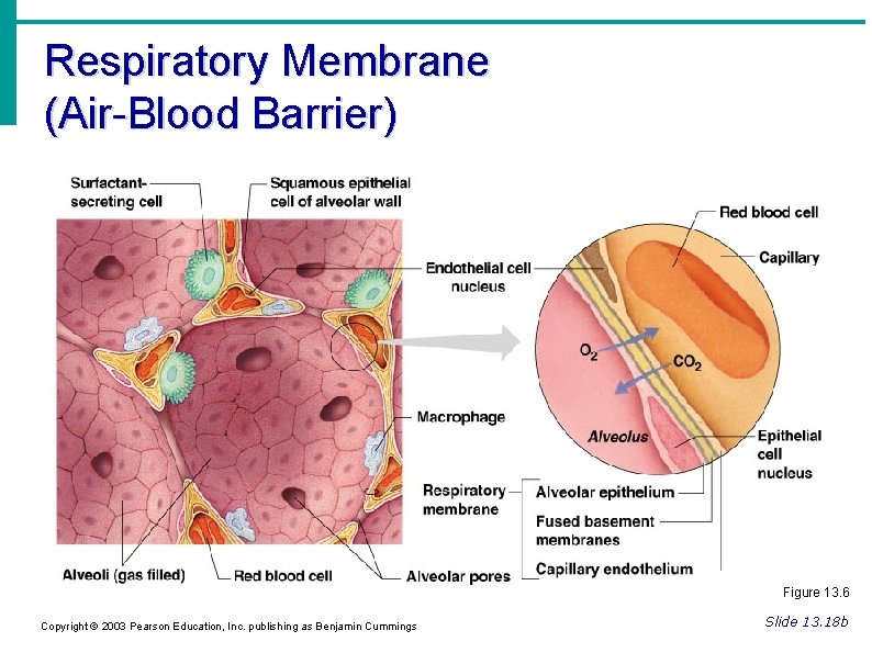 Respiratory Membrane (Air-Blood Barrier) Figure 13. 6 Copyright © 2003 Pearson Education, Inc. publishing