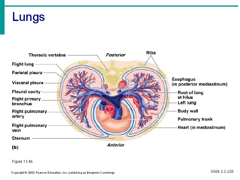 Lungs Figure 13. 4 b Copyright © 2003 Pearson Education, Inc. publishing as Benjamin