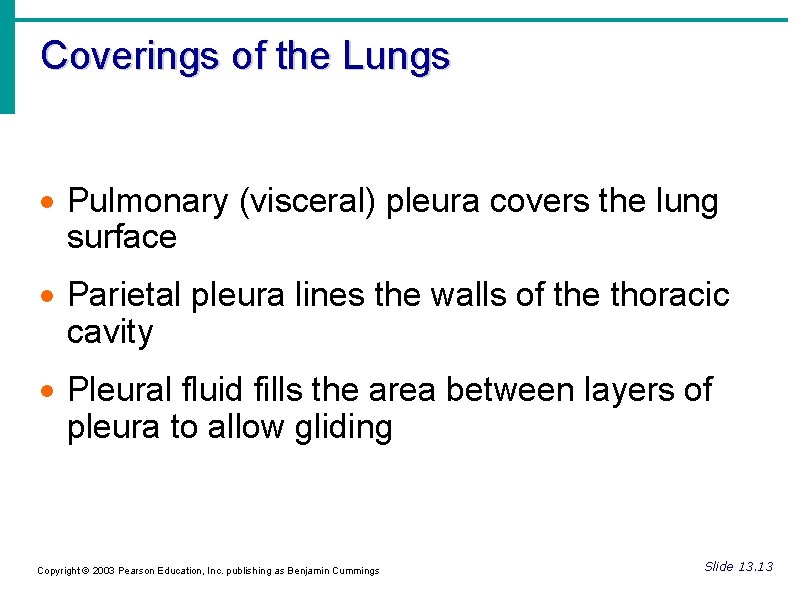 Coverings of the Lungs Pulmonary (visceral) pleura covers the lung surface Parietal pleura lines