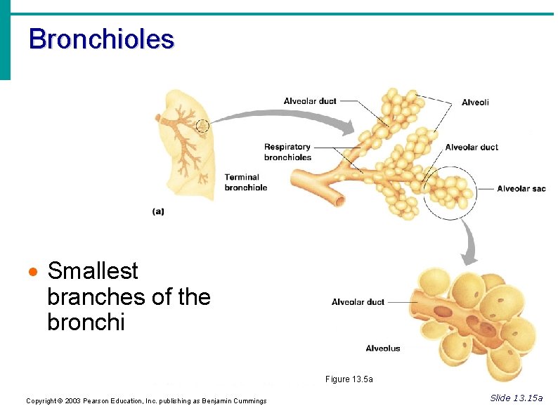 Bronchioles Smallest branches of the bronchi Figure 13. 5 a Copyright © 2003 Pearson